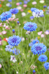 Centaurea cyanus