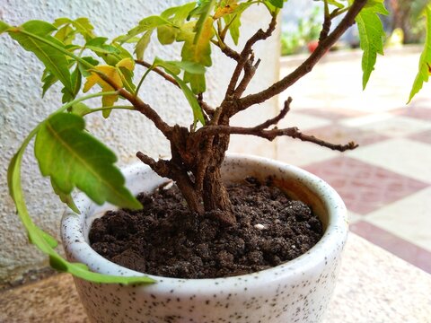 Ficus Bonsai, Neem tree (Azadirachta Indica) bonsai 1 year old in pot.
