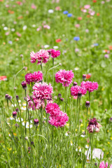 Fototapeta premium Centaurea cyanus