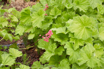 Heuchera sanguinea