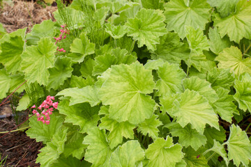 Heuchera sanguinea