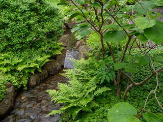 green fern by the stream