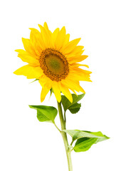 Yellow sunflower