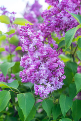 Fototapeta na wymiar White lilac flower branch on blue sky