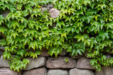 climbing plants on a stone wall