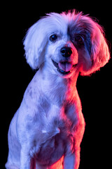 Close-up portrait of beuatiful dog isolated on black studio background in pink neon light. Concept of beauty, domestic animal.