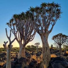 Closeup of the Quiver trees in a park under the sunlight during the sunset in Nami