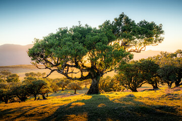 Beautiful laurel trees in the afternoon sunset in the Fanal Forest, Madeira, Portugal. These very...