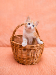 Fototapeta na wymiar small red kitten sits in a wicker basket on an orange background. Pets