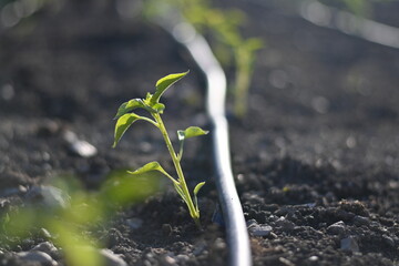 Pepper and chilli plant just planted. plants being born from seeds. plants sown in spring and...
