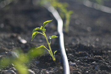 Pepper and chilli plant just planted. plants being born from seeds. plants sown in spring and summer. Fertile land.