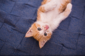 portrait of a baby red kitten lying on a blue knitted background with space for text