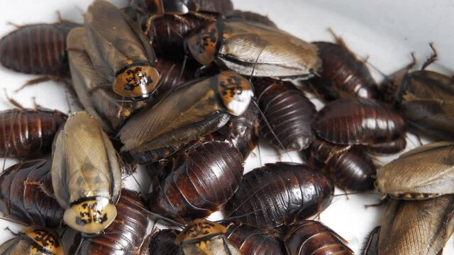 Crawling cockroaches close-up, top view. Many pests, disgusting insects. Isolated on white background. 4K UHD