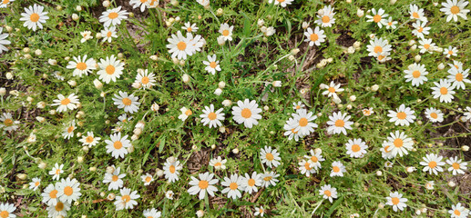 Small daisies, background. Field chamomile, meadow. White carpet of chamomile flowers. Background from daisies.