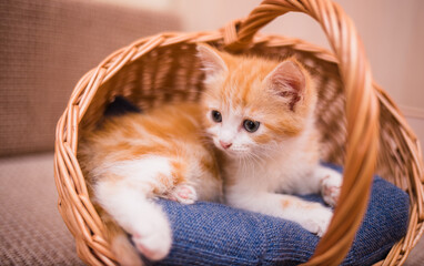 Fototapeta na wymiar small red kitten lies on a blue knitted blanket in a wicker basket
