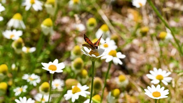 Argo Bronzeo butterfly on a daisy in summer