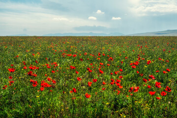 Abstract background with poppies in a field, blue sky and mountains on the horizon.
