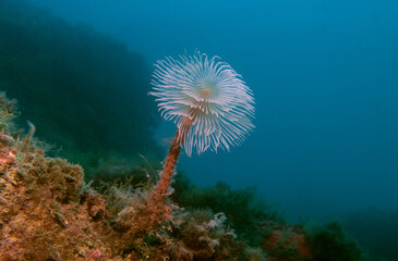 Plumero de mar