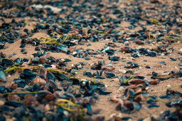 Clam shells
