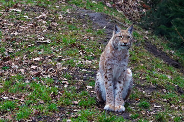 Close-up on a lynx in the forest.