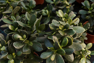 Crassula top view, close-up. Green natural background.