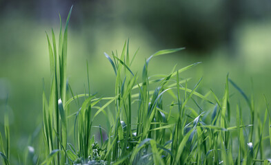 lawn with green lush grass in the park on a spring day