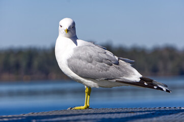 Seagull high up on jumping tower