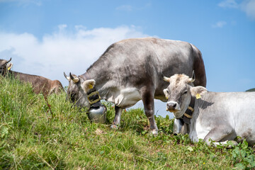Glückliche Kühe mit Glocken fressen Gras auf einem Berg