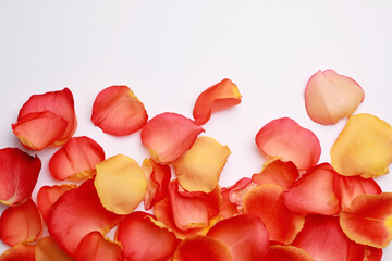 Beautiful rose petals on white background, top view