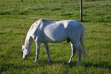 Naklejka na ściany i meble WHITE HORSE GRAZING ON A GRASS MEADOW. TRANQUILITY AND SERENITY IN THE SUMMER SUN.