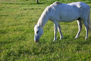 Fototapeta premium WHITE HORSE GRAZING ON A GRASS MEADOW. TRANQUILITY AND SERENITY IN THE SUMMER SUN.