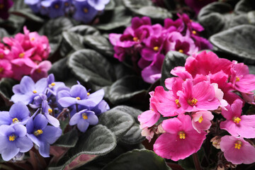 Beautiful blooming violets as background. Plants for house decor