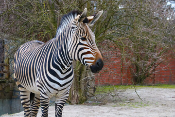 Fototapeta na wymiar Beautiful adult zebra close-up in the park.