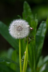 white fluffy dandelion waiting for the breeze