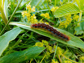 caterpillar on a leaf