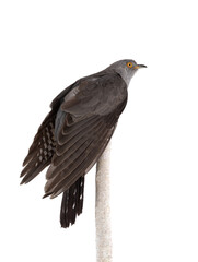 cuckoo isolated on white background