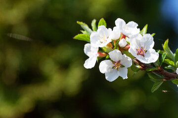 Fototapeta premium Cherry blossom spring tree