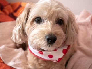 じっとみつめる可愛いアプリコットの小型犬【マルプー】