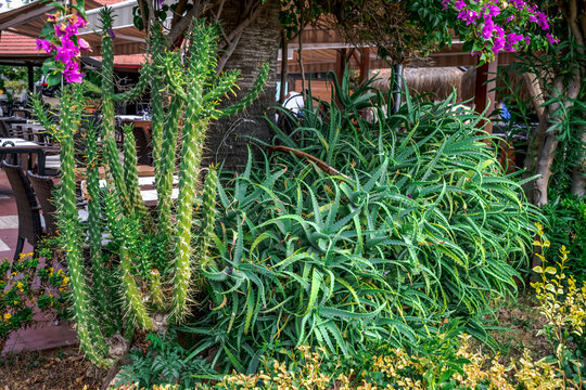 Cactus bush and Aloe arborescens bush growing in Alanya park near the restaurant (Turkey). Exotic succulents growing in the garden, outdoors