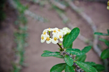 flowering tropical plant close up 