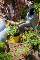 Woman hand watering flowers petunia in the summer garden at home