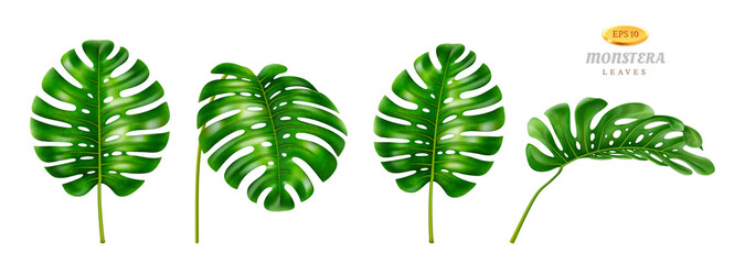 Wide leafage of monstera plant, isolated set of flowers grown in tropical climate, jungles or rainforests. Houseplants decoration for cards and invitations, realistic 3d cartoon style vector © Sensvector