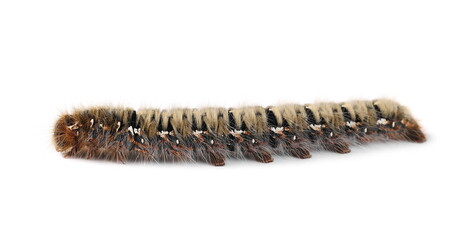 Oak Eggar caterpillar on grass blade, Lasiocampa quercus insect isolated on white background with clipping path