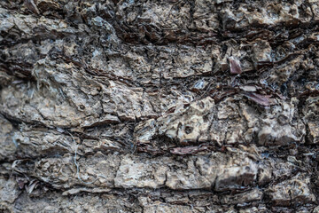 close up of a trunk