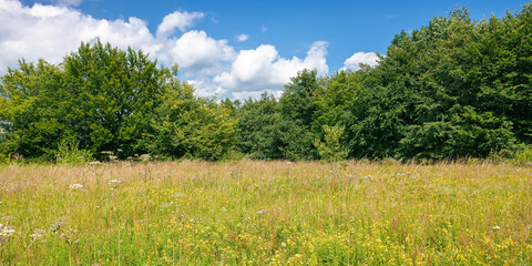 grassy glade among the beech forest. sunny nature scenery in summertime. landscape with fluffy clouds on the blue sky