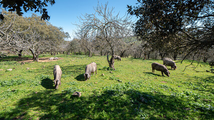 Iberian pigs grazing in the meadow