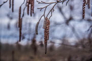 flowering birch branches close up in the park 