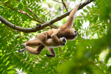White-handed gibbon carried the child and jumped along the branch.
