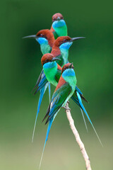 Blue-throated Bee-eater ,Beautiful bird in the wild
