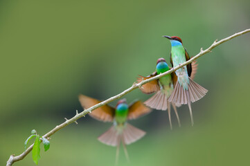Blue-throated Bee-eater ,Beautiful bird in the wild